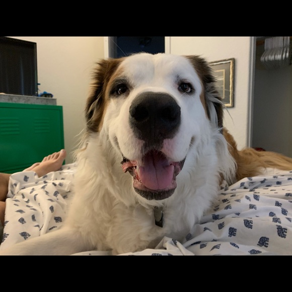 Meet your Posher, Bug! - Picture 9 of 12